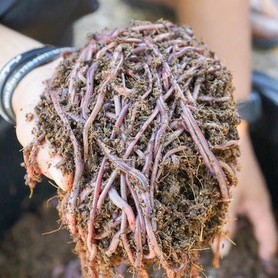 Pure Red Wiggler Composting Worms - Eisenia Fetida - Red Wiggler Composting Worms - Shop Worms
