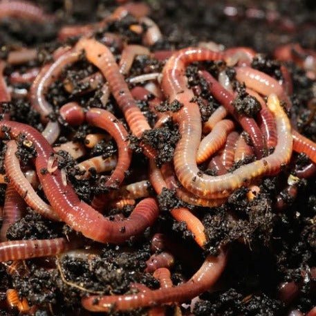Pure Red Wiggler Composting Worms - Eisenia Fetida - Red Wiggler Composting Worms - Shop Worms