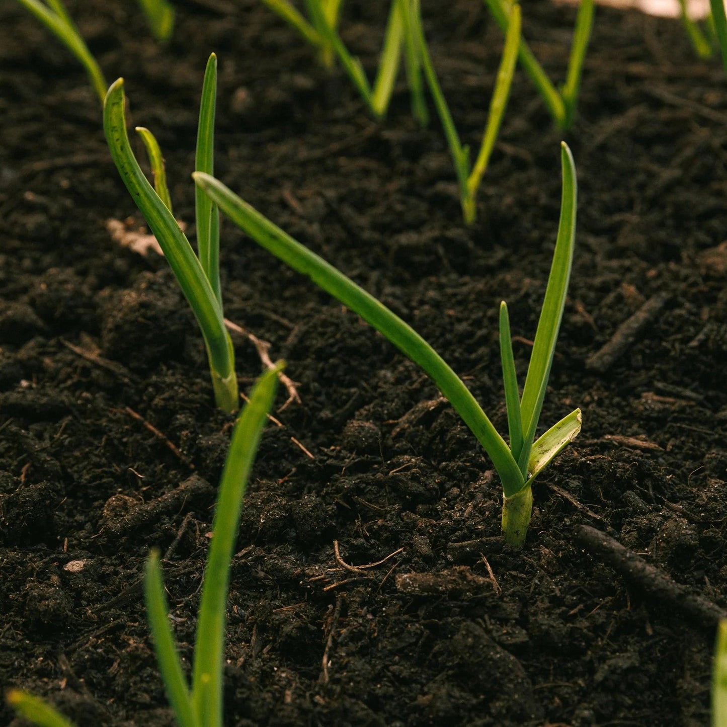 Worm Castings - Natural Super Fertilizer - Natural Red Wiggler Worm Castings - Shop Worms