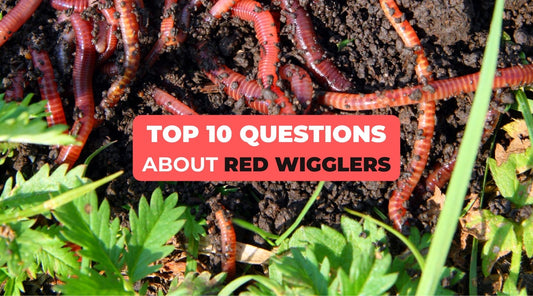 Top 10 Questions About Red Wigglers