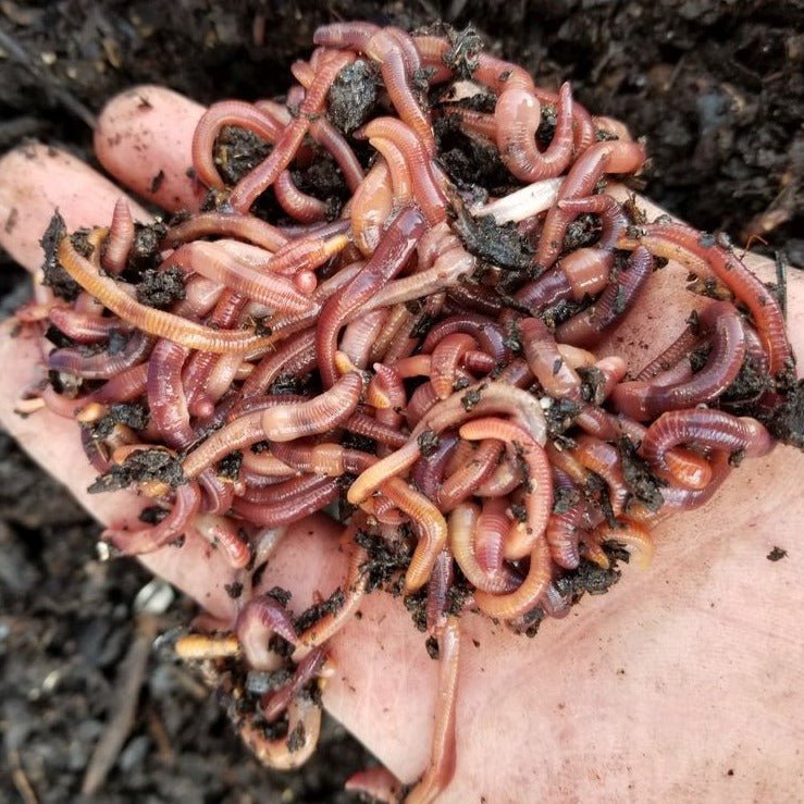 Pure Red Wiggler Composting Worms - Eisenia Fetida - Red Wiggler Composting Worms - Shop Worms