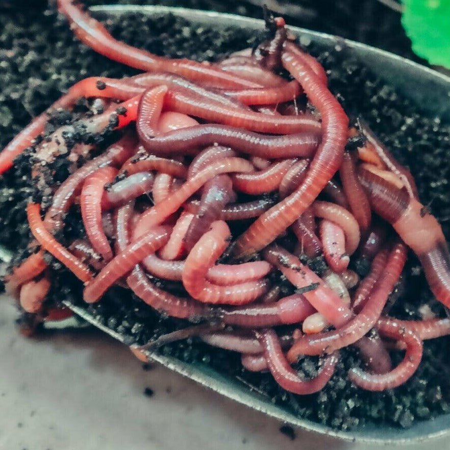 Pure Red Wiggler Composting Worms - Eisenia Fetida - Red Wiggler Composting Worms - Shop Worms